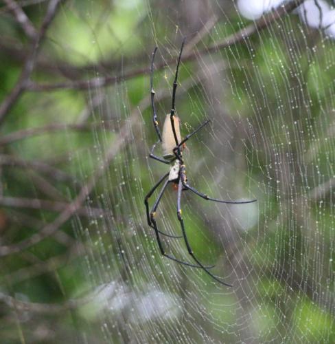 Réf. 190 108 : Nephila pilipes